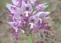 orchis_singe_cpie