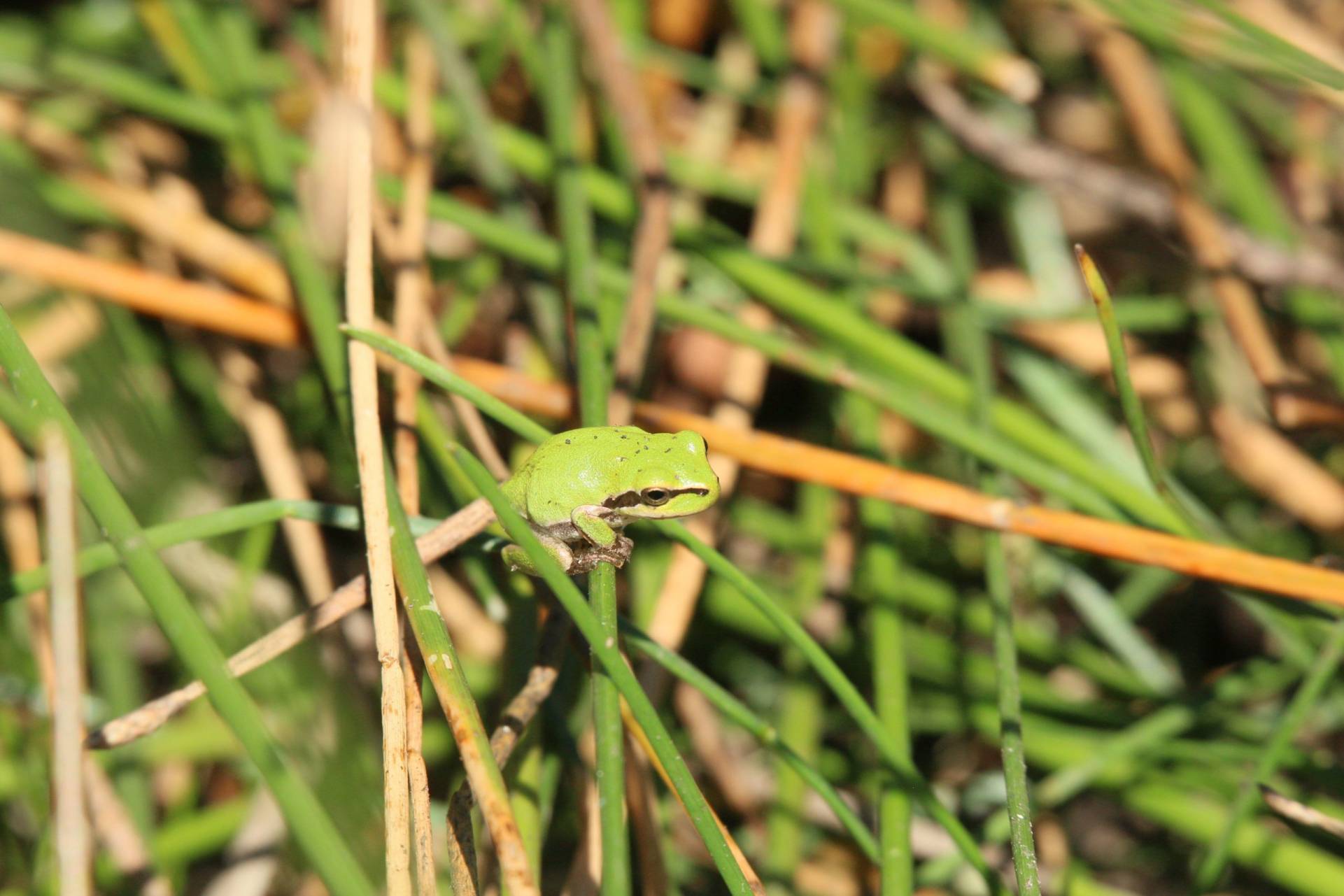 Sphinx gazé Hemaris fuciformis / Cloé S. écovolontaire