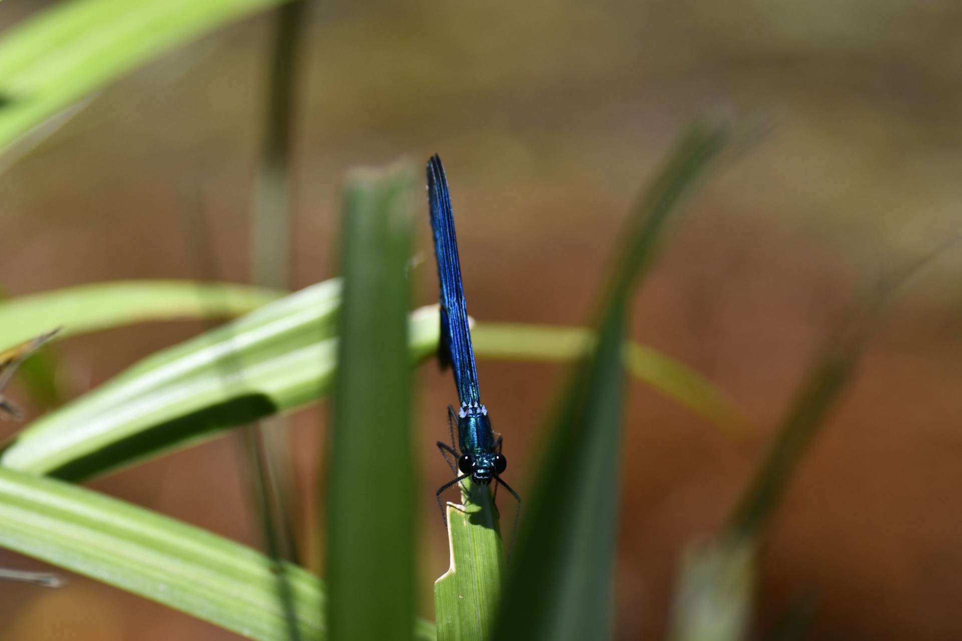 Sphinx gazé Hemaris fuciformis / Cloé S. écovolontaire