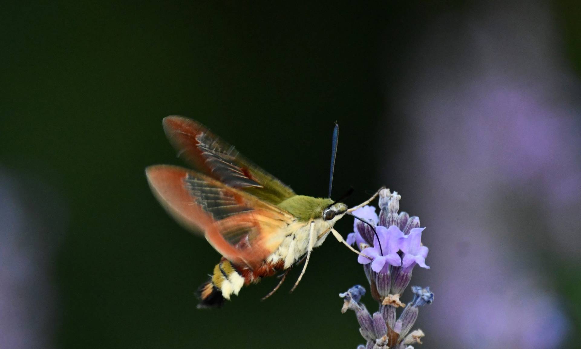 Sphinx gazé Hemaris fuciformis / Cloé S. écovolontaire