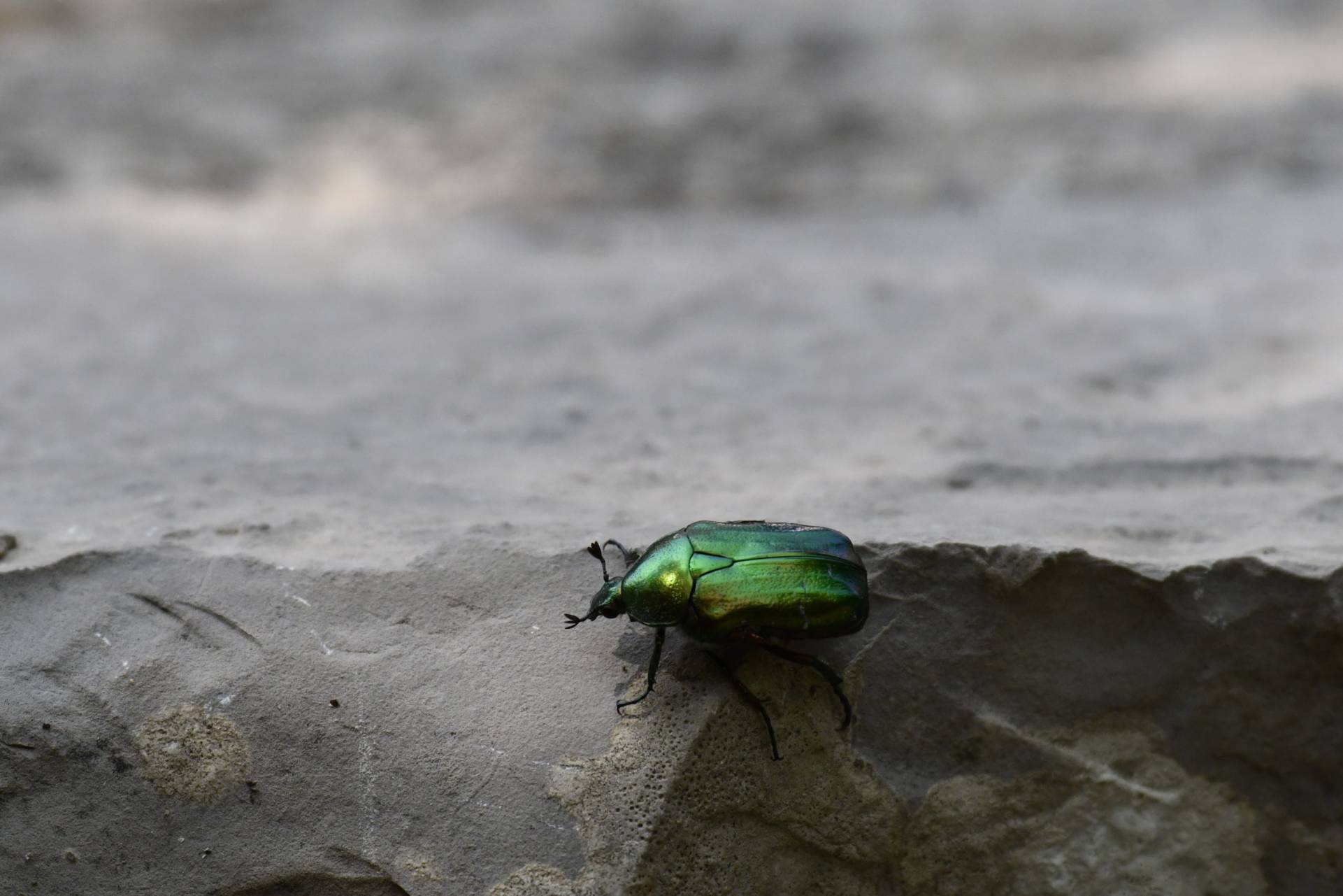 Sphinx gazé Hemaris fuciformis / Cloé S. écovolontaire