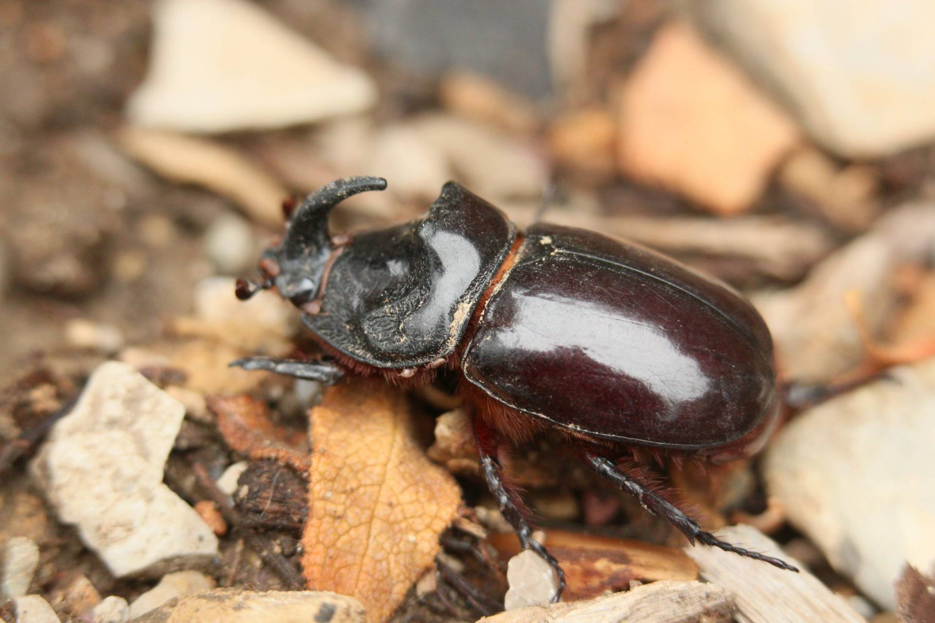 Sphinx gazé Hemaris fuciformis / Cloé S. écovolontaire