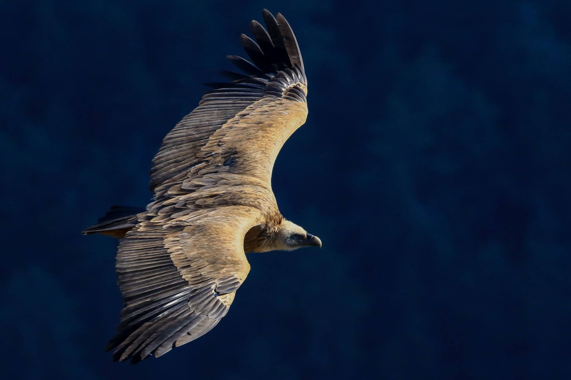 Sphinx gazé Hemaris fuciformis / Cloé S. écovolontaire
