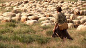 Le_berger_et_son_troupeau-film berger aigoual