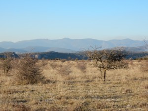 Paysage caussenard